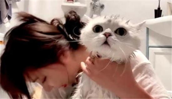 狐狸酱大魔王给猫洗澡 但是这只猫可太不老实了(图2)